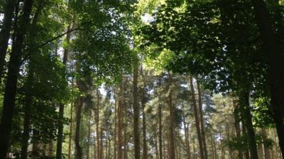 Forest canopy hosts Living Symphonies