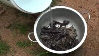 Water poured into bowl filled with fish