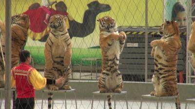 Tigers and their trainer in a China