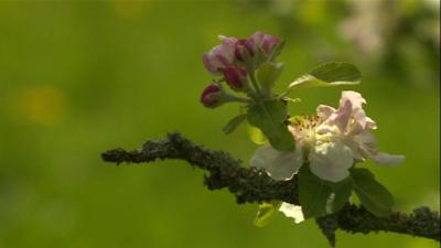 Apple blossom in Clumber Park