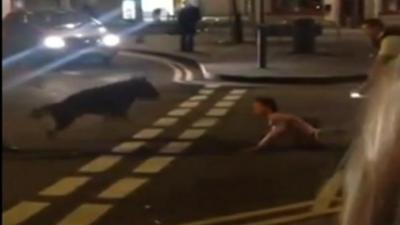 Mobile phone footage of police dog biting a man