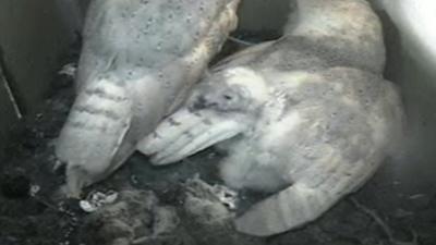 Barn owls