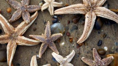 Starfish on a beach