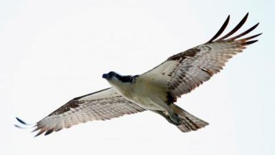 Osprey