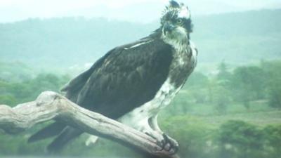 Osprey on tree branch