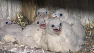 Peregrine falcon chicks