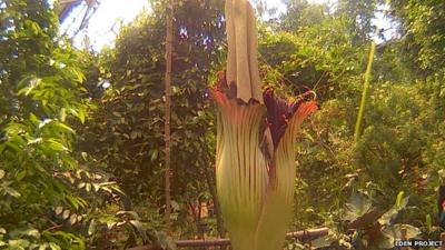 Titan Arum