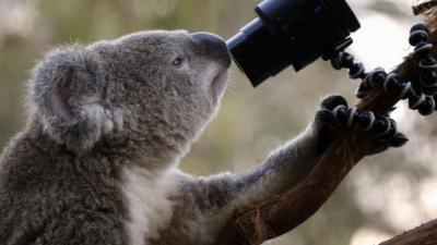 A Koala at Sydney Zoo looks into a camera