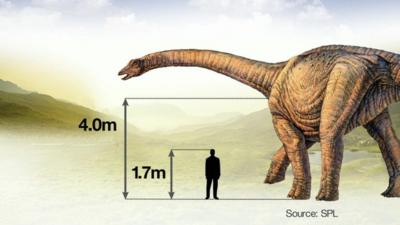 Graphic showing size of dinosaur