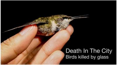 A dead hummingbird held in a hand