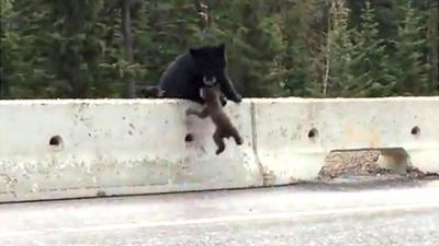 Bear lifting bear cub to safety