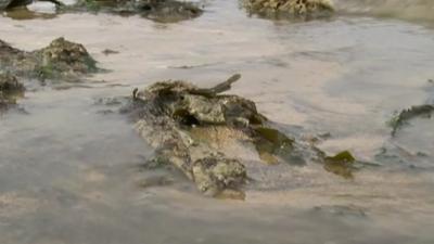 Sewage on beach