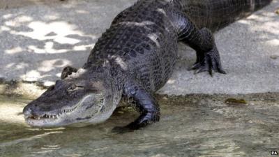 Alligator