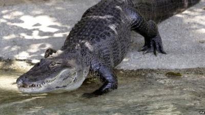 Alligator