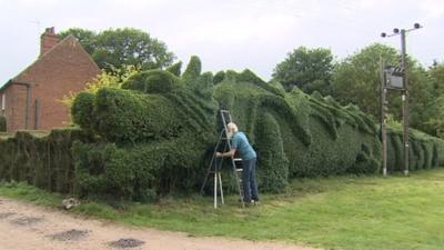 Dragon hedge