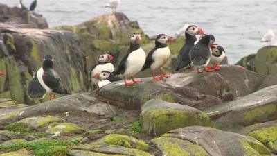 Puffins in Farne