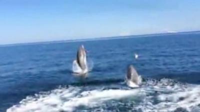 dolphins spotted off Kinmel Bay