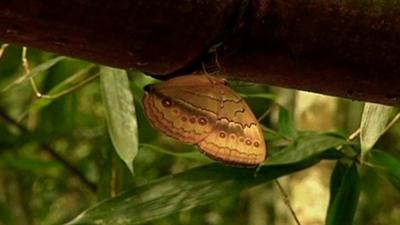 A butterfly on a branch