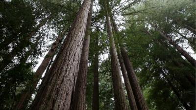 Redwood trees