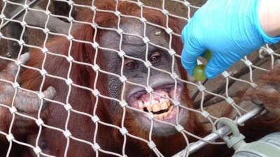 Orangutan having its teeth checked