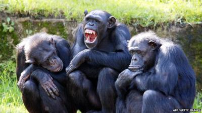 Three chimps sat on a log