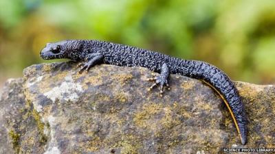 Great crested newt