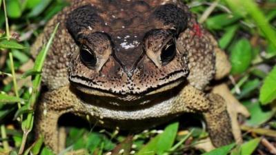 Asian common toad