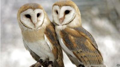A pair of barn owls