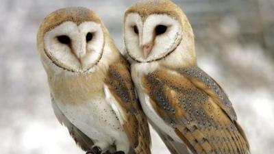 A pair of barn owls