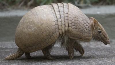 Armadillo