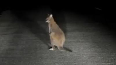 Wallaby