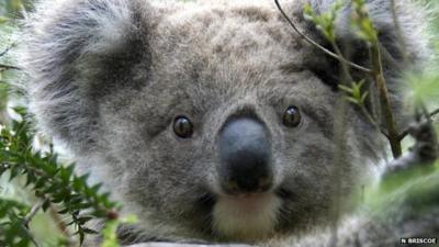 Koala (C) Natalie Briscoe