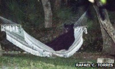 A black bear relaxing in a hammock