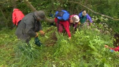 Volunteers battle weed