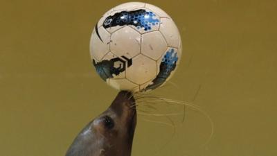 A seal balancing a ball on its nose