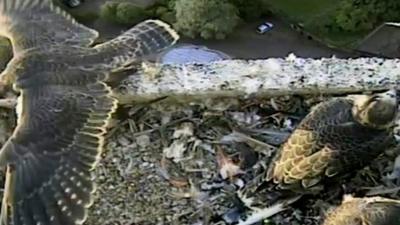 Peregrine falcon chicks at Norwich Cathedral