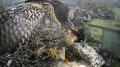 Peregrine Falcon chick fledges Norwich Cathedral nest