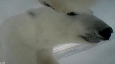 Polar bear video footage - still