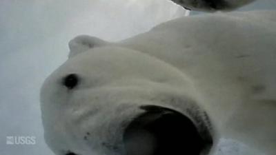 Polar Bear