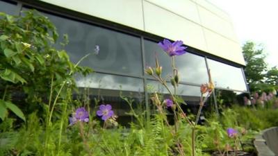 Flowers outside Toyota