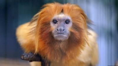 Tamarin