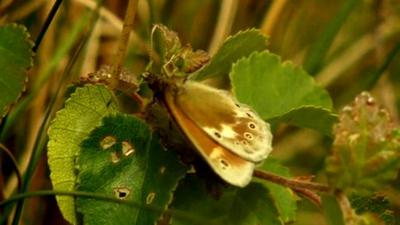 Large Heath butterfly