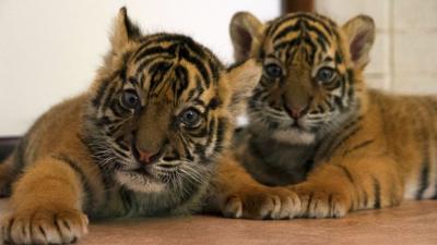 Sumatran tiger cubs Spot and Stripe at Giles Clark's home