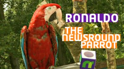 Ronaldo the Newsround parrot