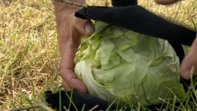 The cabbage is put in a catapult-like machine