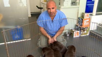 TV Vet Marc Abraham with puppies