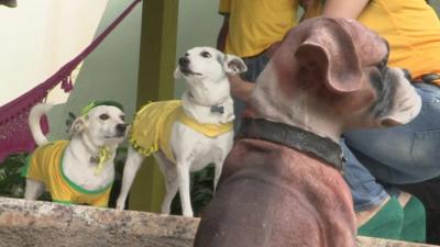 Rescued street dogs