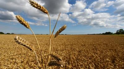 Crops