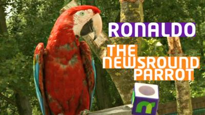 Ronaldo the Newsround parrot