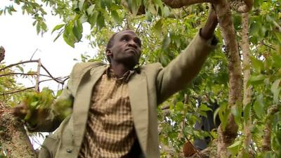 Man picking khat